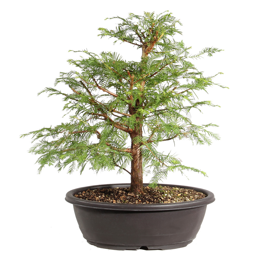 no.0494   treeと豆ガラス Dawn Redwood - ST0226DR-Z - Brussel's Bonsai