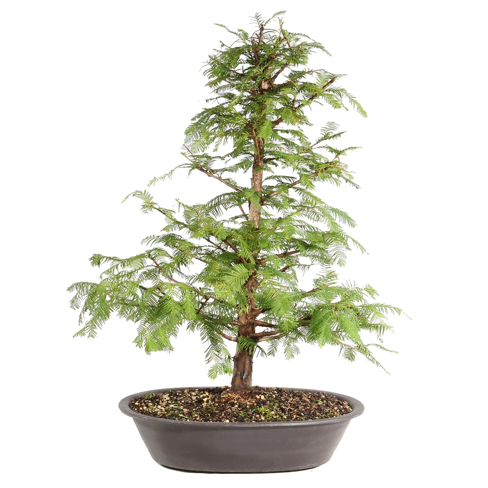 Dawn Redwood back view 