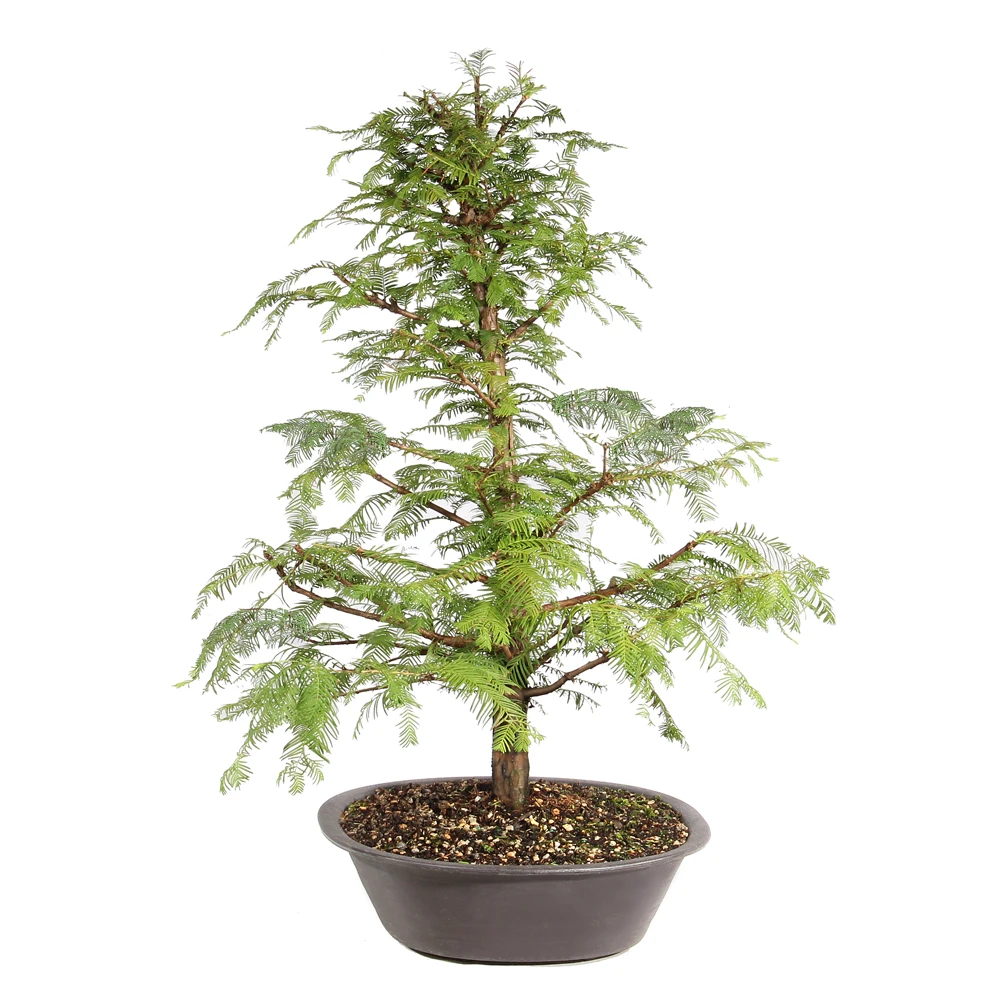 Dawn Redwood right side view 