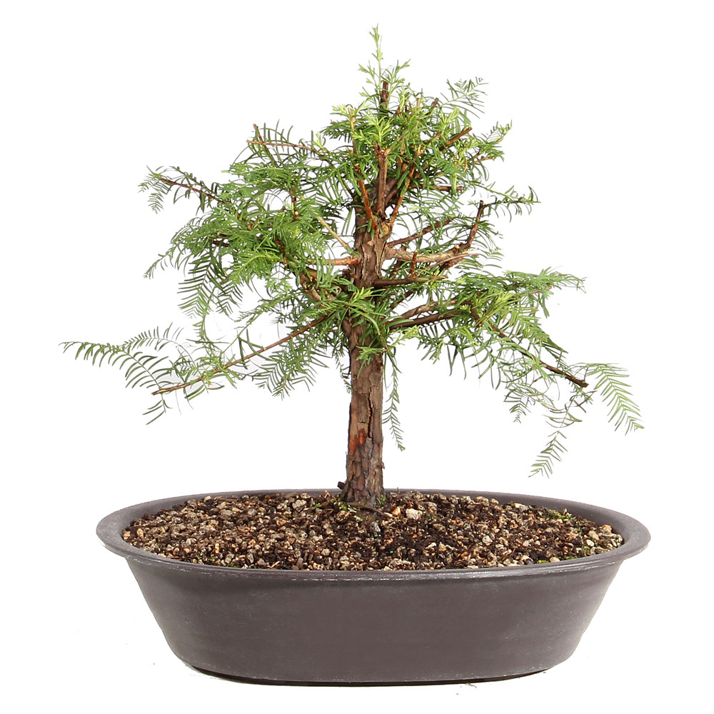 Dawn Redwood in a bonsai container 