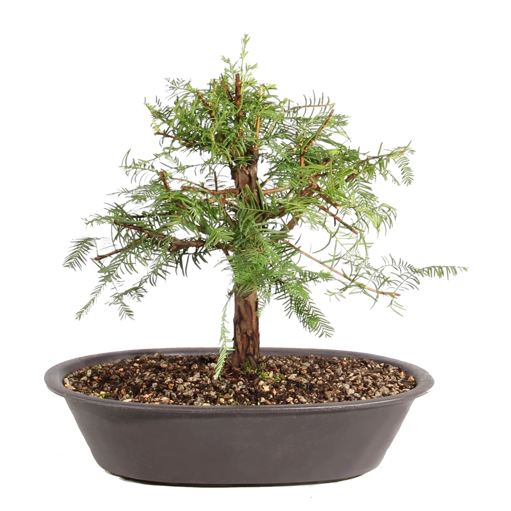 Dawn Redwood back view 