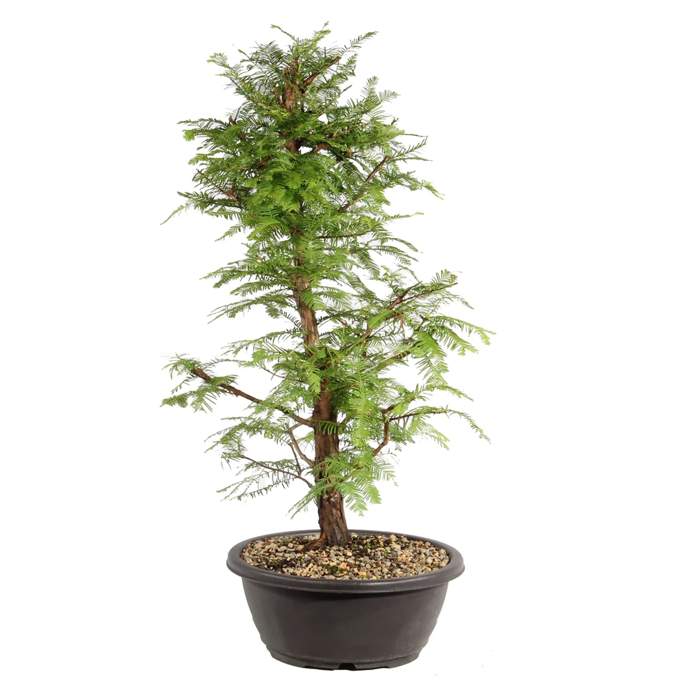 Dawn Redwood left side view 