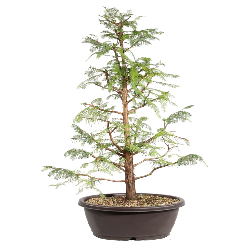 Dawn Redwood in a bonsai container