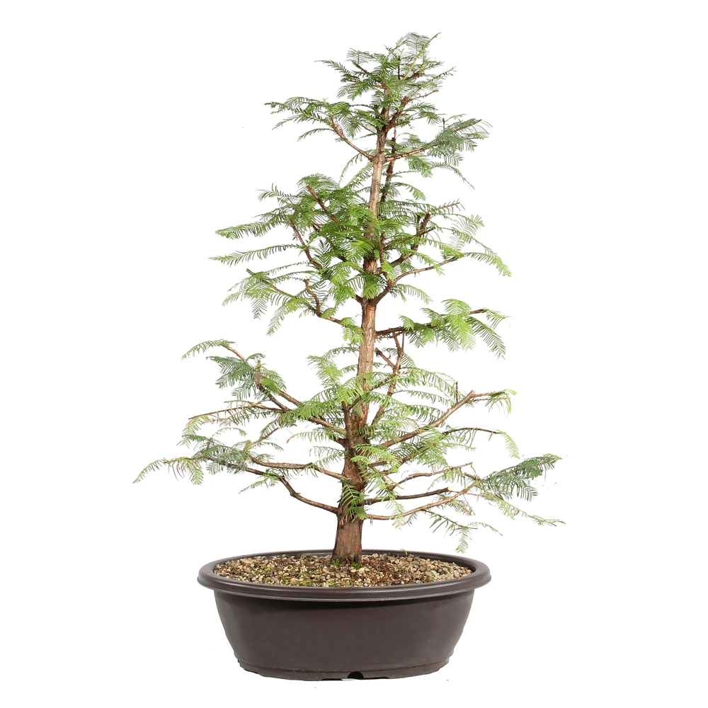 Dawn Redwood back view