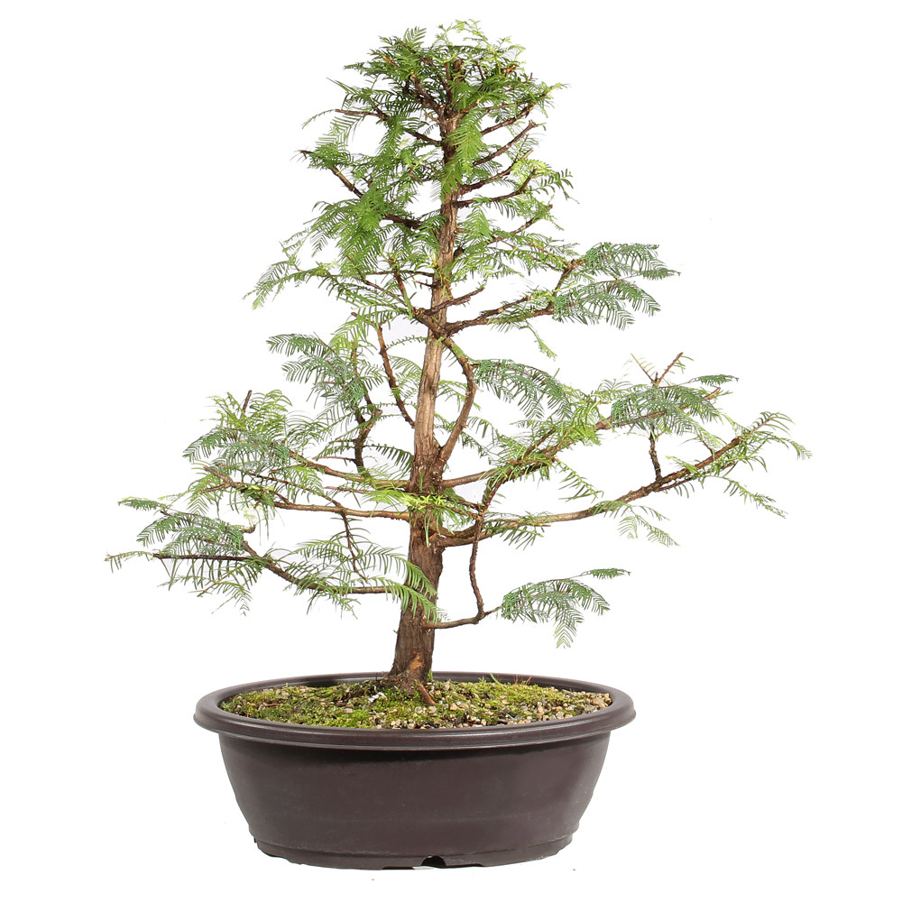 Dawn Redwood back view