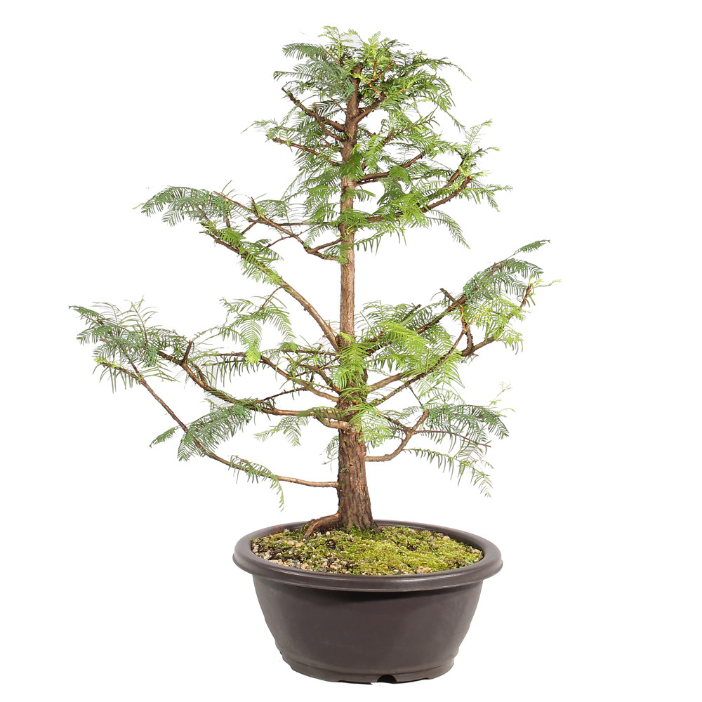 Dawn Redwood left side view