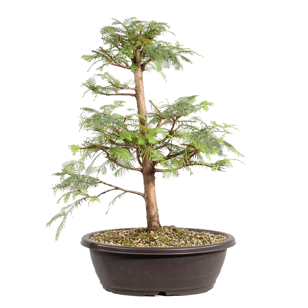 Dawn Redwood in a bonsai container