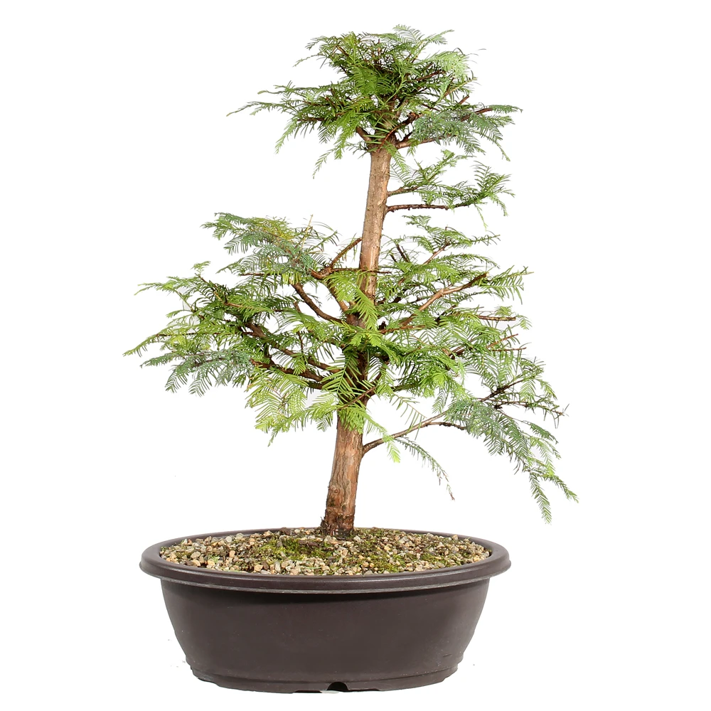 Dawn Redwood back view