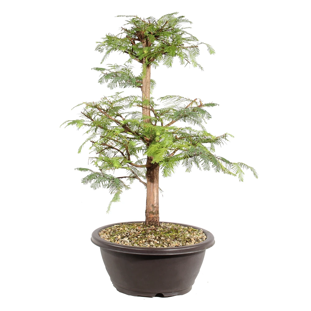 Dawn Redwood right side view