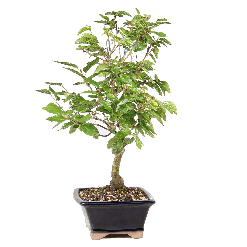 Left side of bonsai tree 