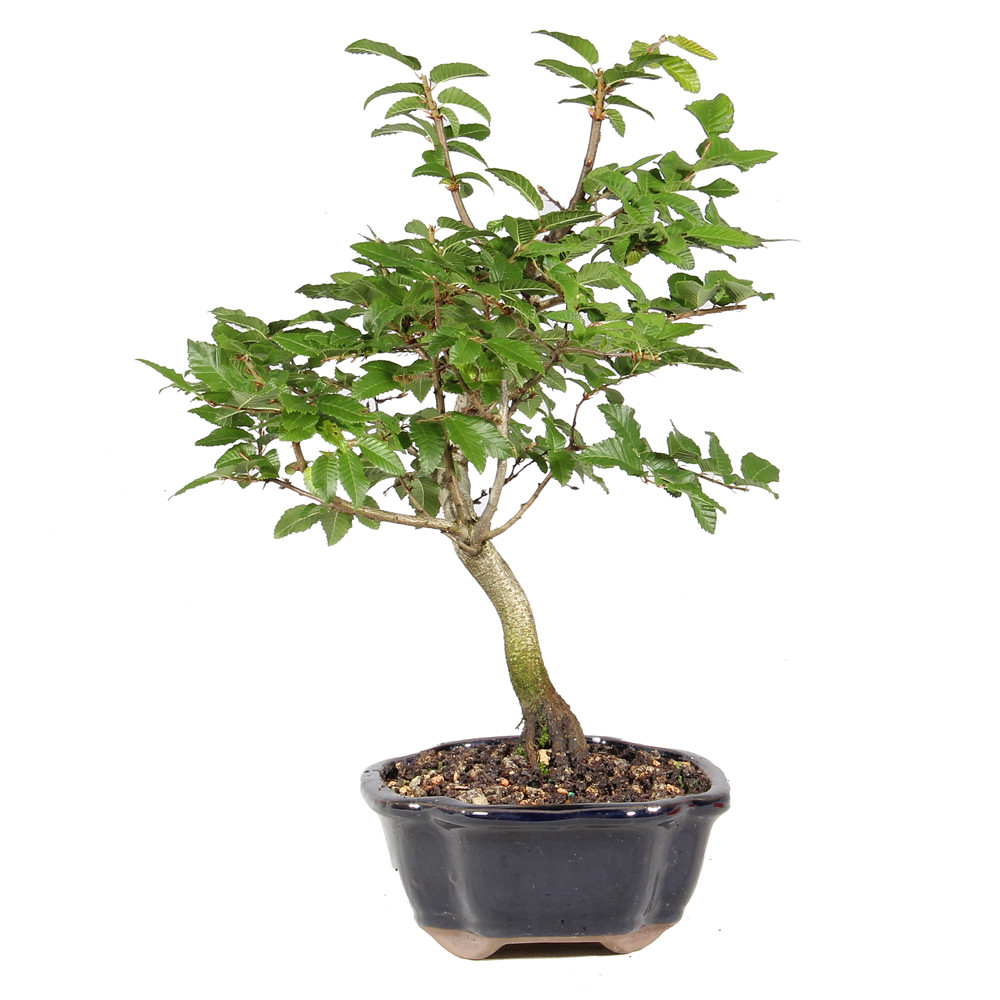 Left side of bonsai tree 