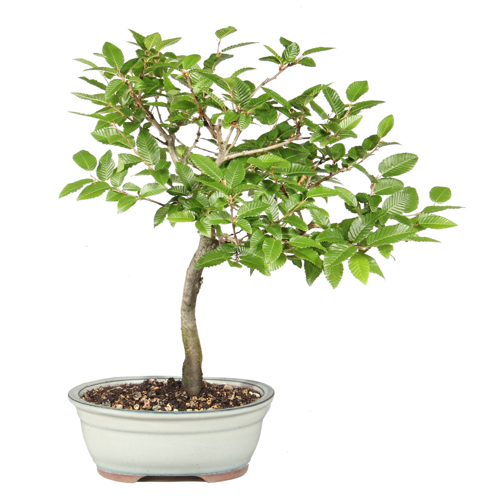 Front of bonsai tree 