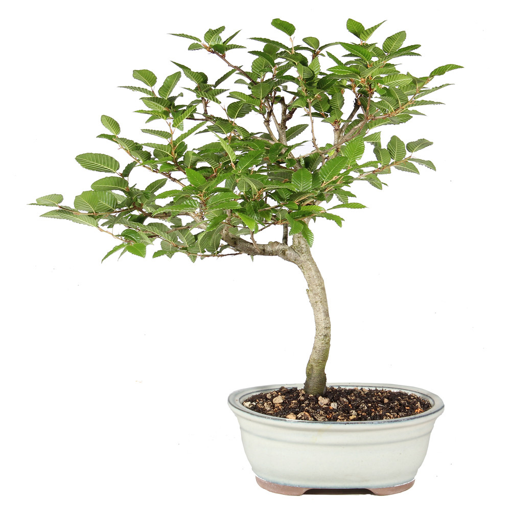 Back of bonsai tree 