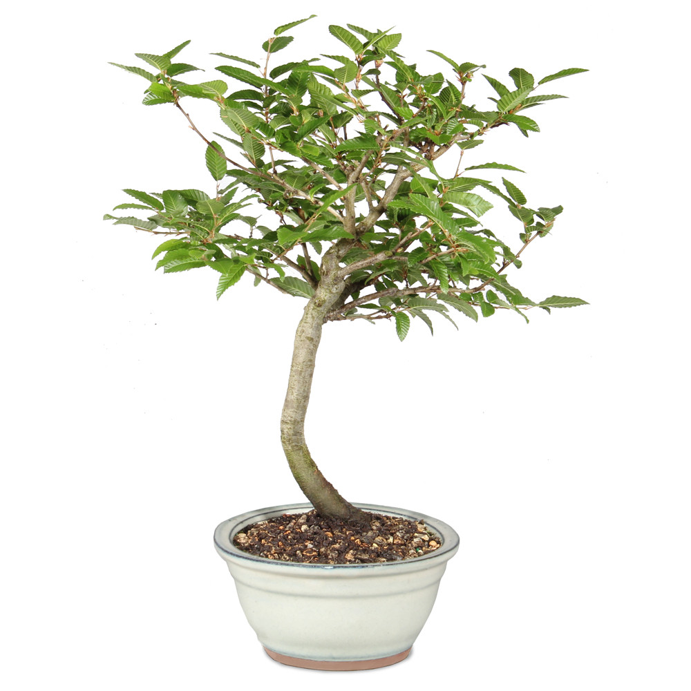 Left side of bonsai tree 