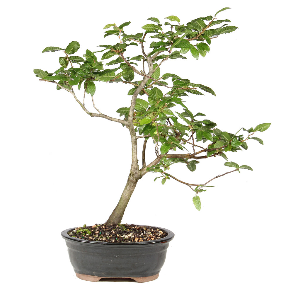 Front of bonsai tree 