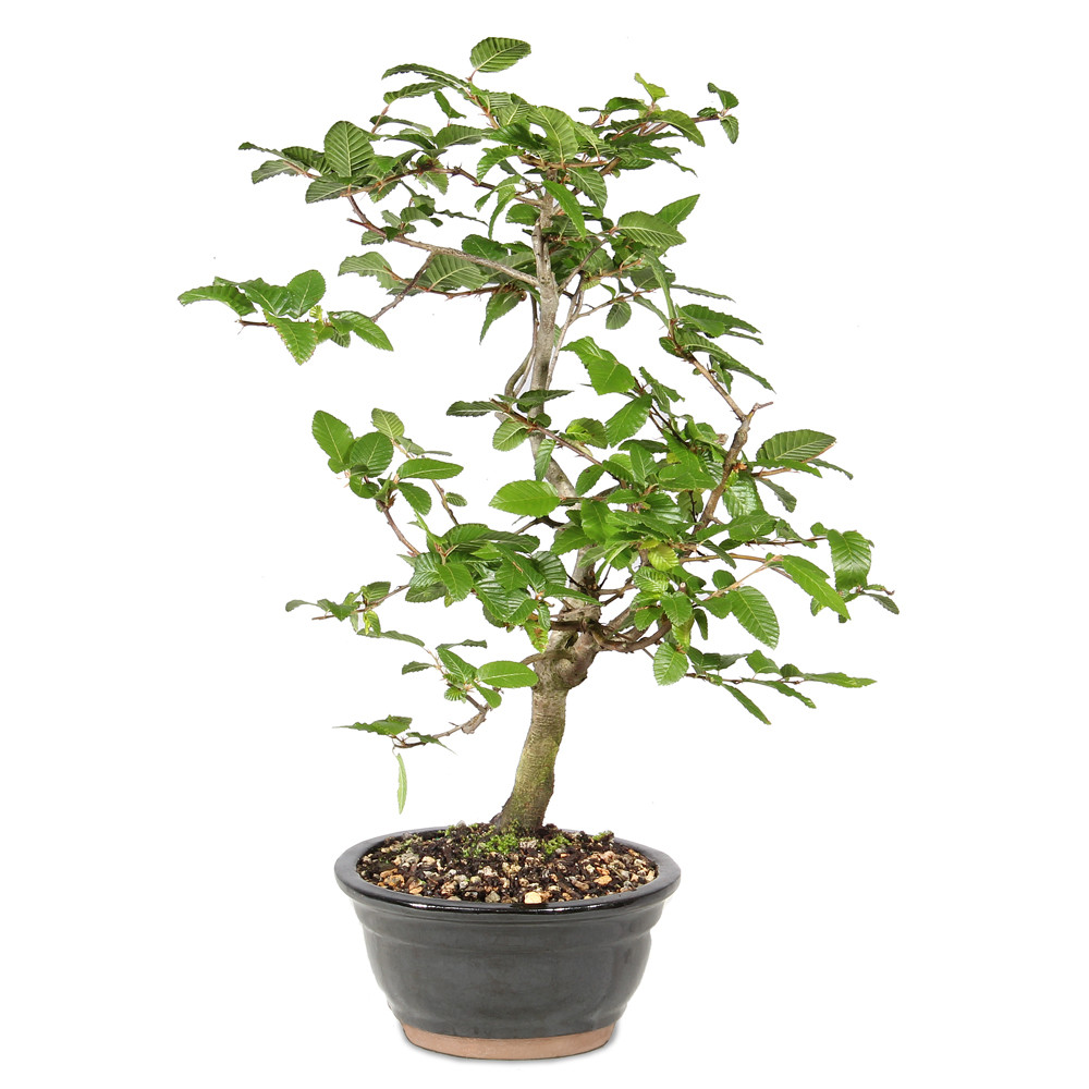Right side of bonsai tree