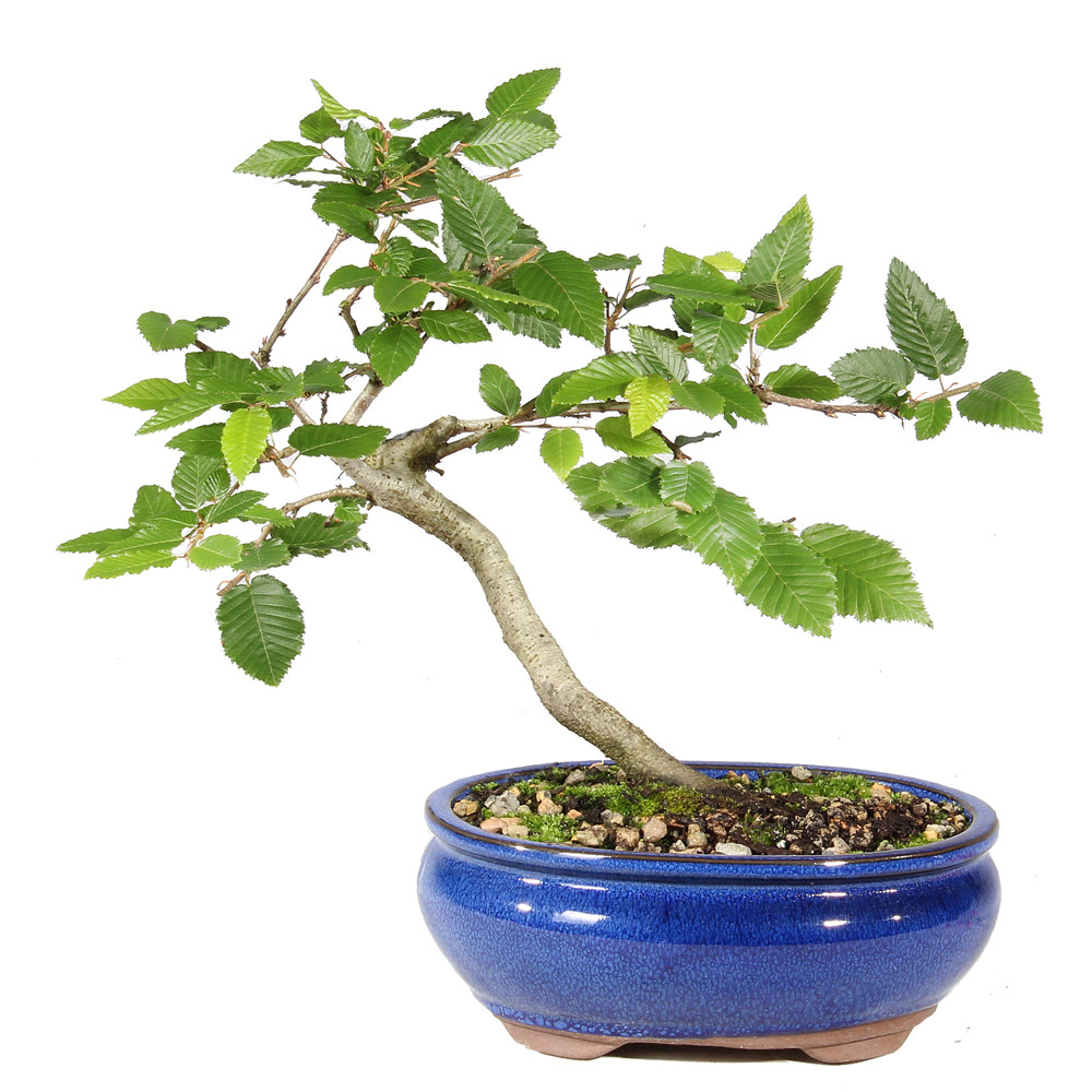 Front of bonsai tree 