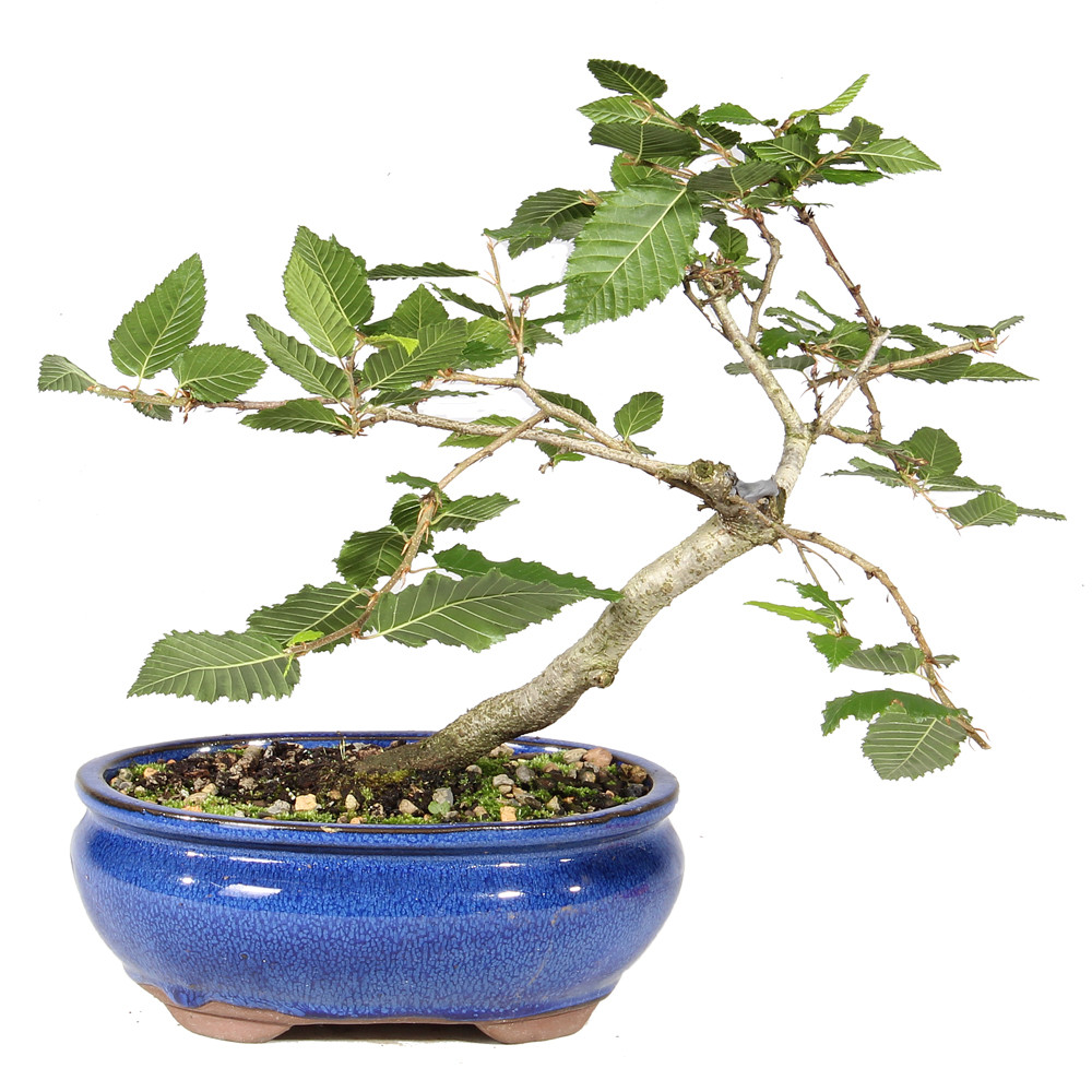 Back of bonsai tree 