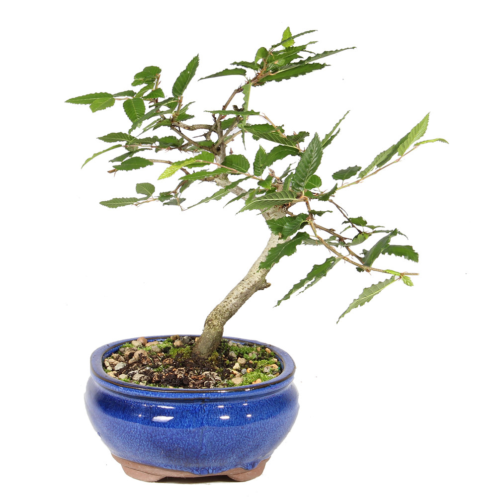 Right side of bonsai tree 