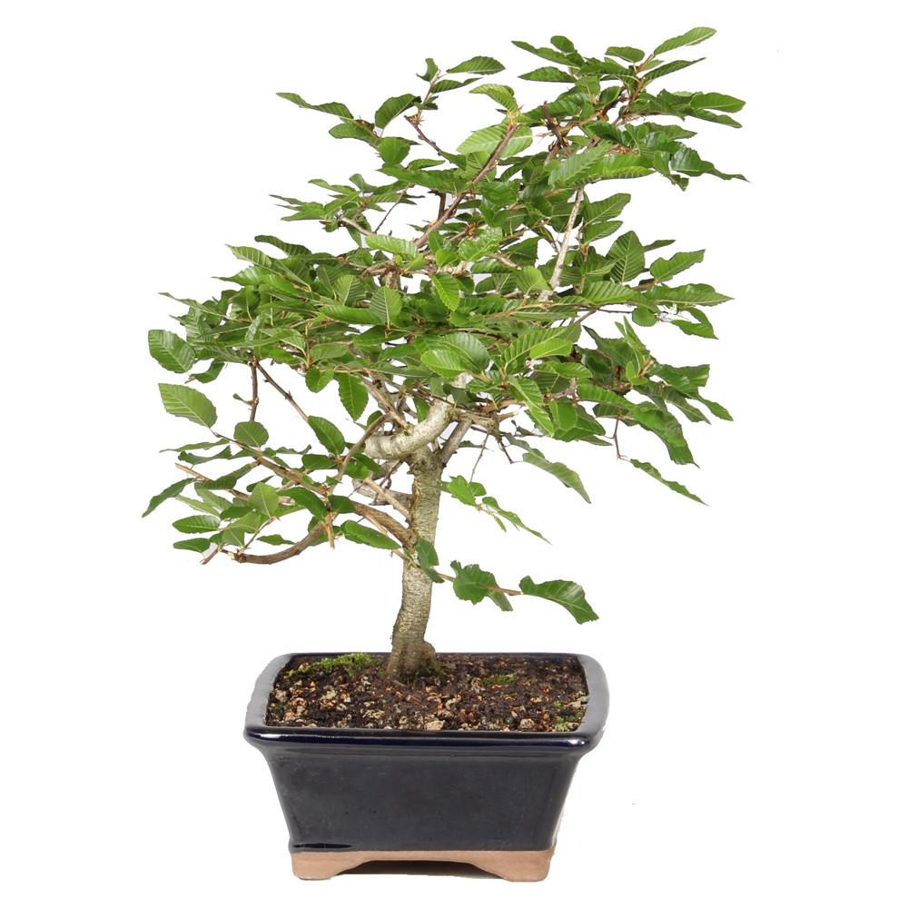 Korean Hornbeam right side view 