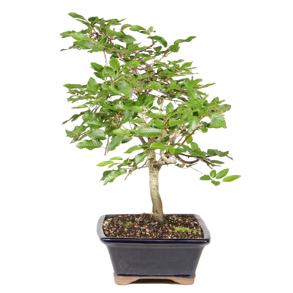Korean Hornbeam left side view 