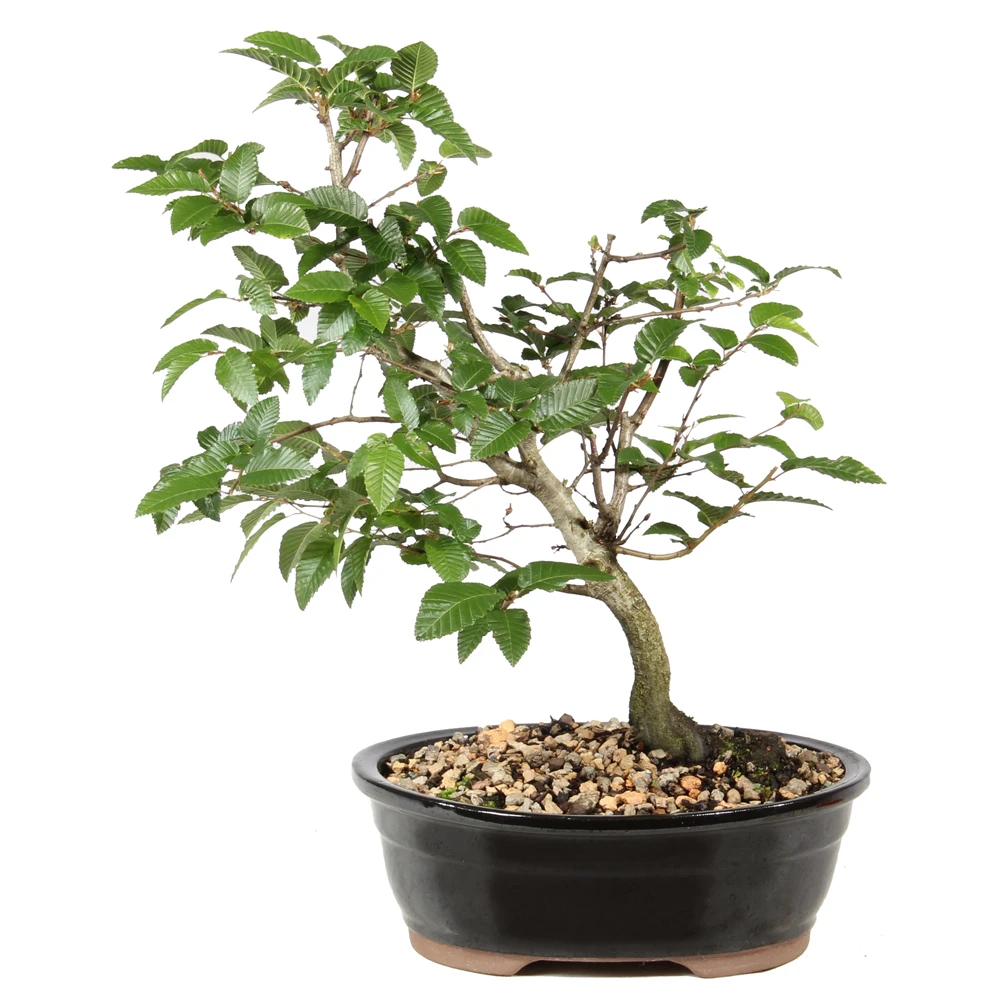 Korean Hornbeam in a bonsai container 