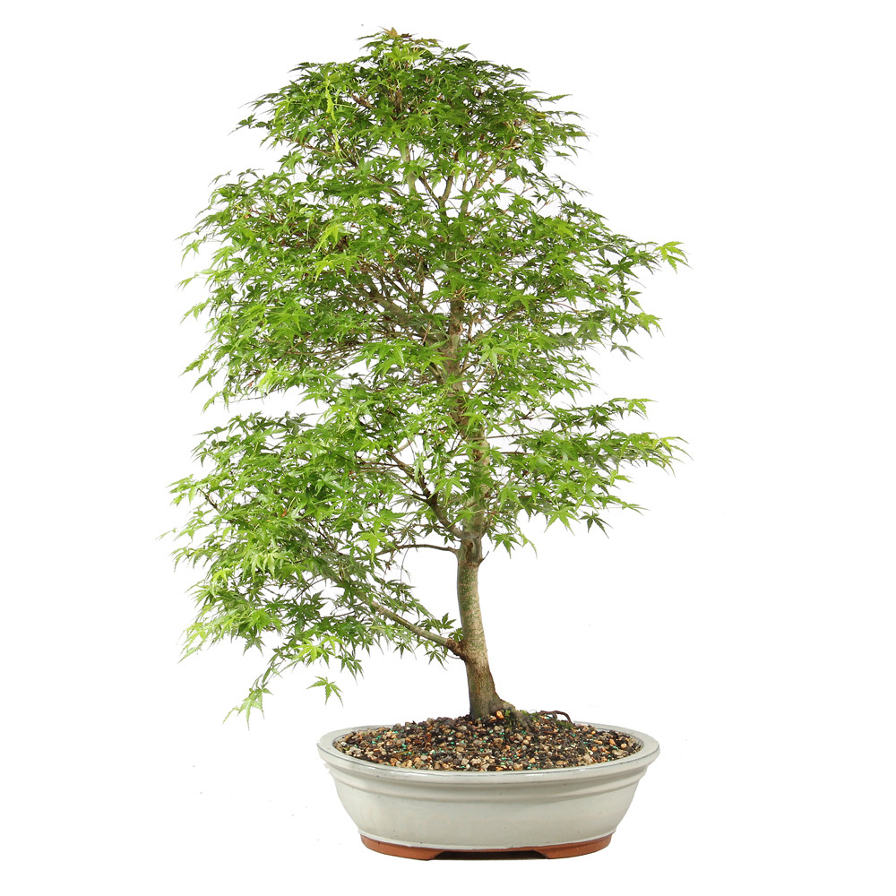 Front side of bonsai tree 