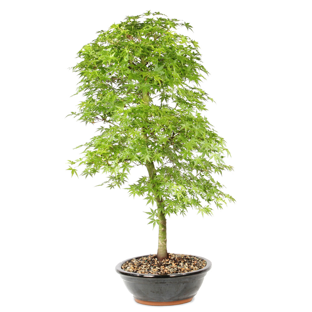 Right side of bonsai tree 