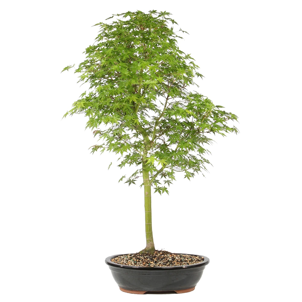 Japanese Maple in a ceramic container