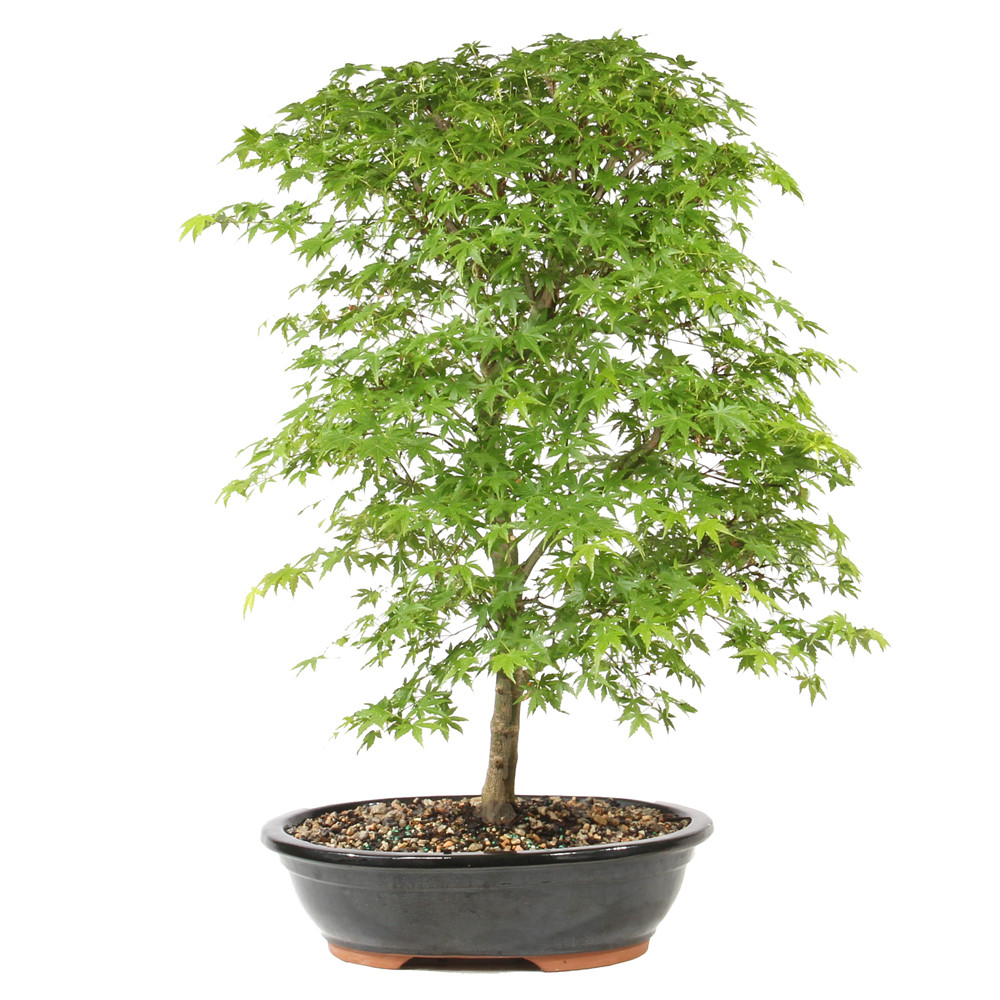 Japanese Maple  back view 