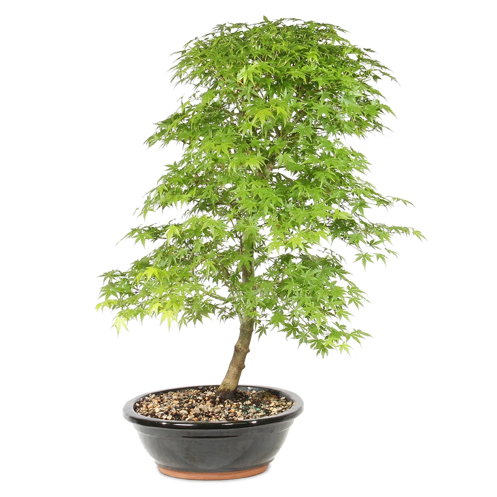 Japanese Maple  right side view 