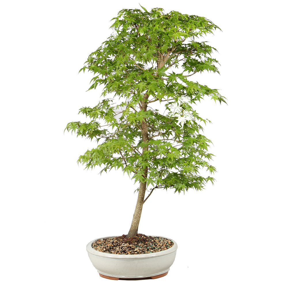Bonsai tree in ceramic container 
