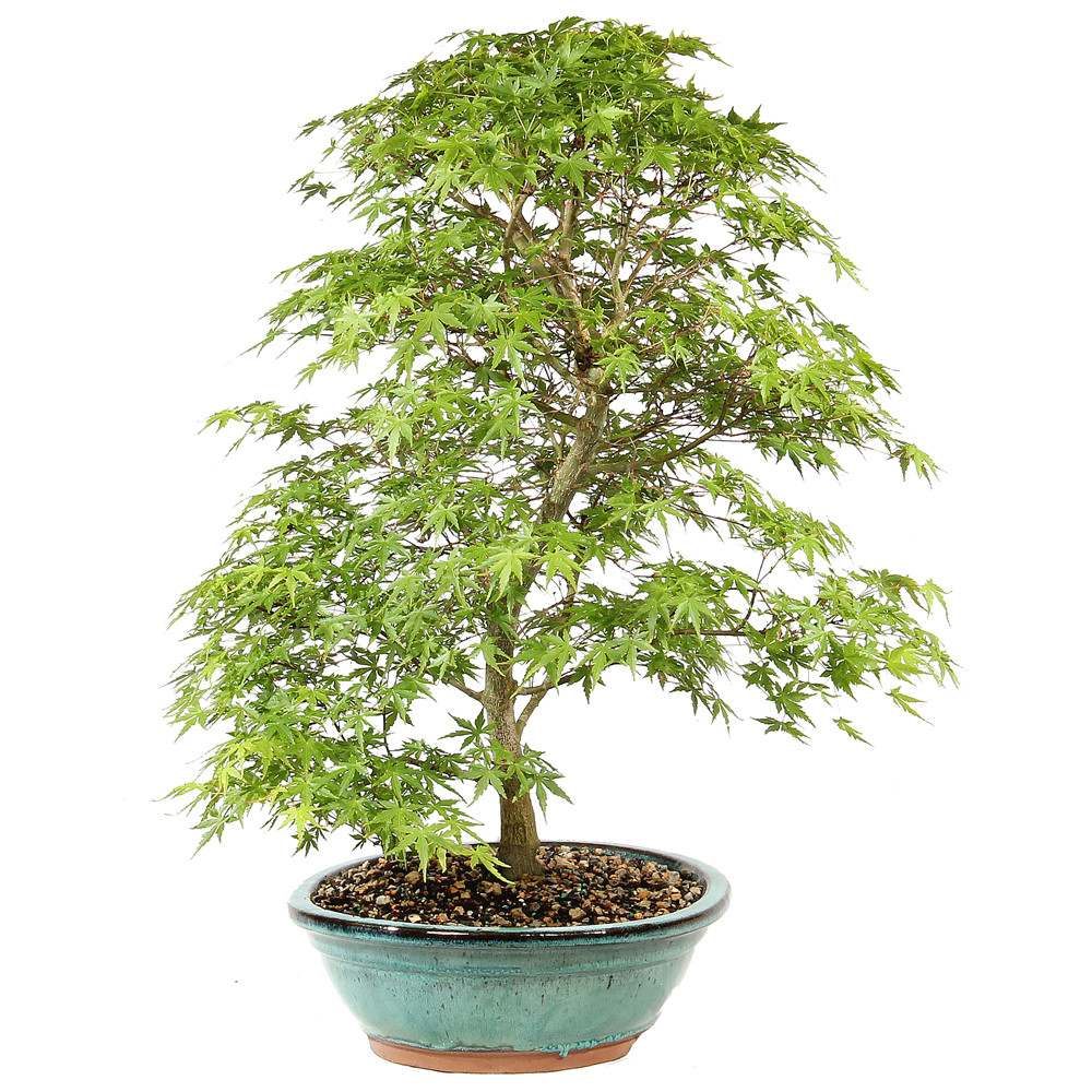 Bonsai tree in ceramic container 