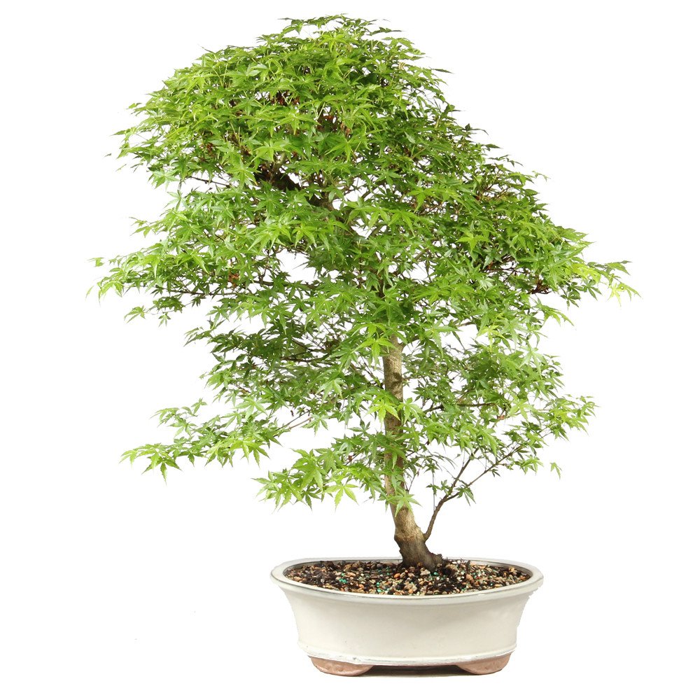 Bonsai tree in ceramic container 