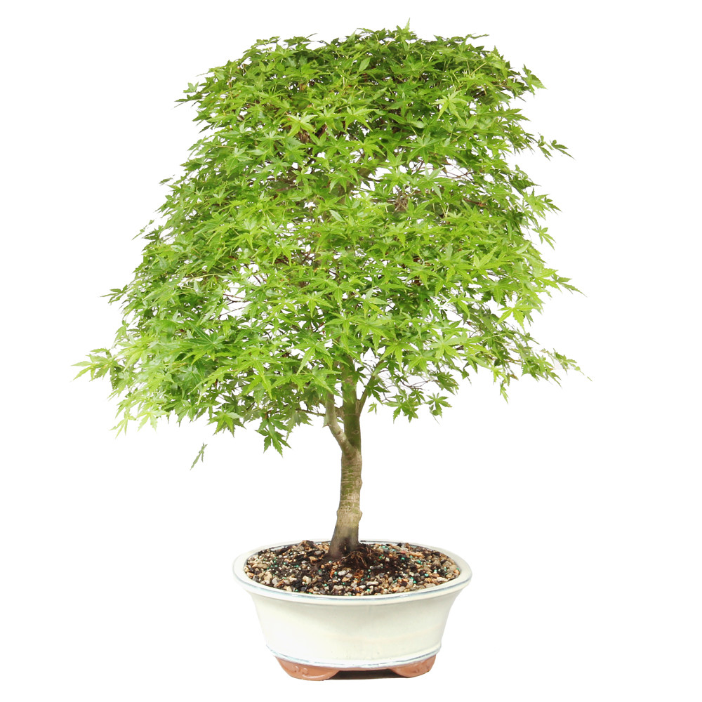 Japanese Maple - ST1026JM-Q