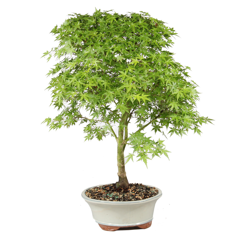 Bonsai tree in ceramic container 