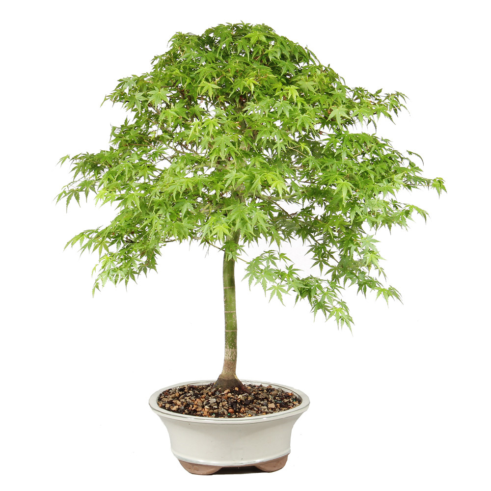 Bonsai tree in ceramic container 