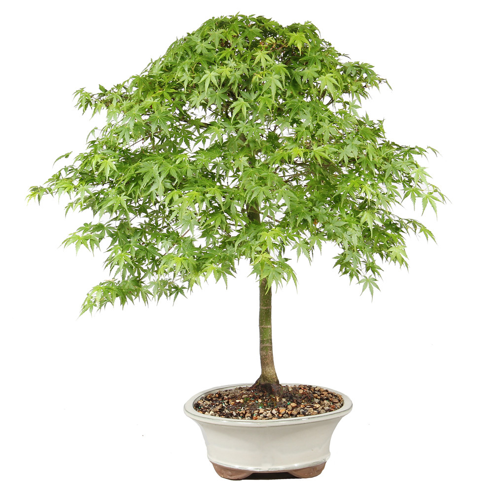 Japanese Maple - ST1026JM-R