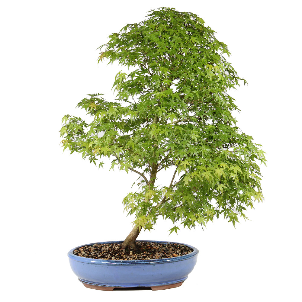 Bonsai tree in ceramic container 