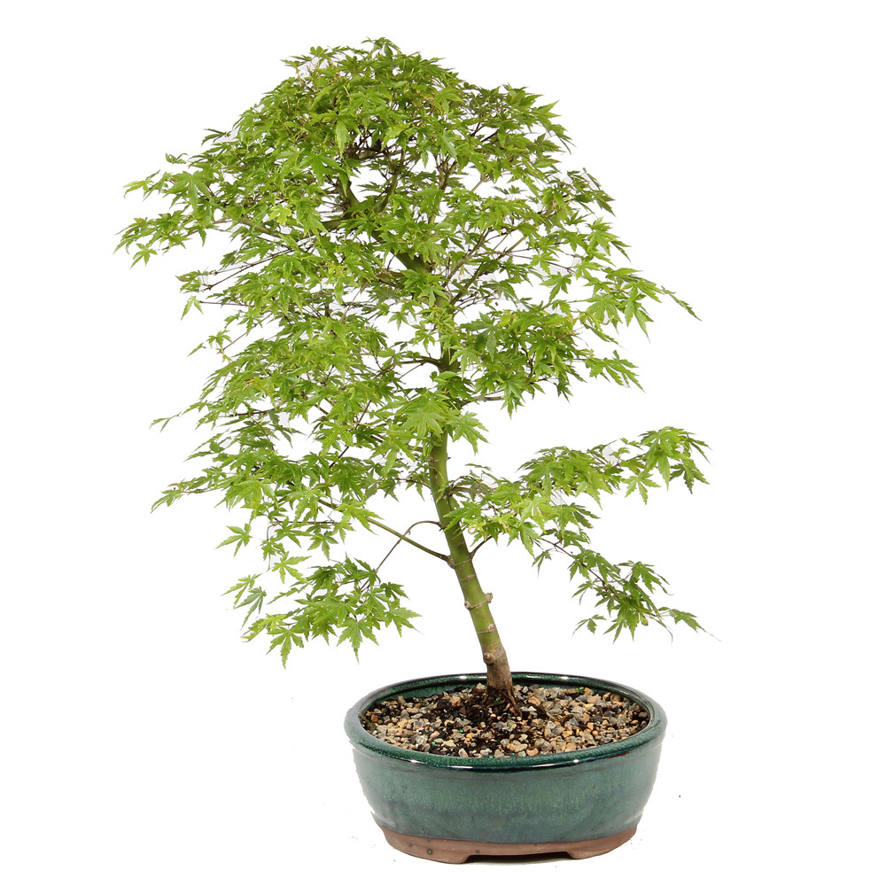 Japanese Maple - ST1126JM-B