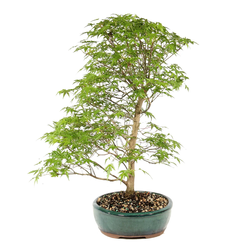 Japanese Maple - ST1126JM-E