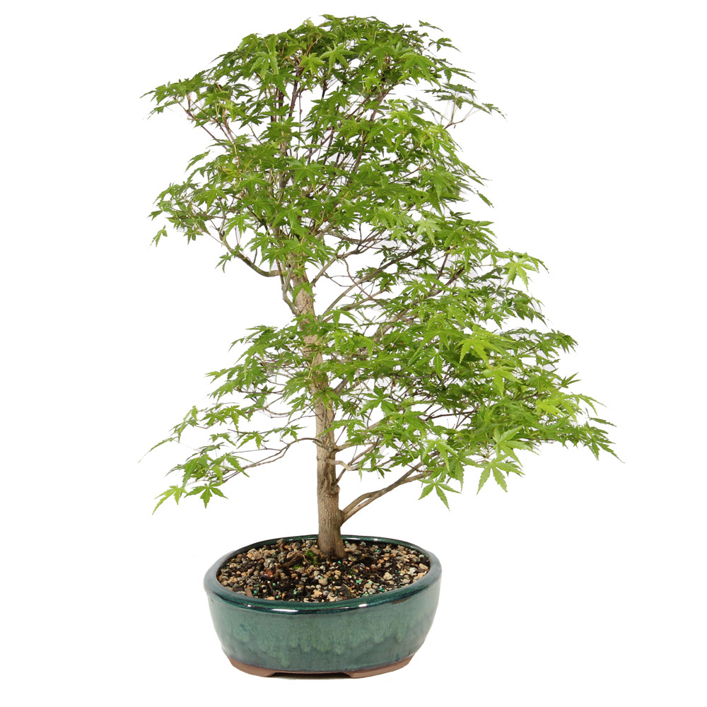 Bonsai Tree in Container