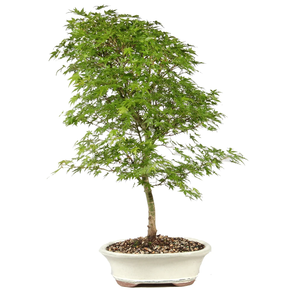 Bonsai Tree in Container