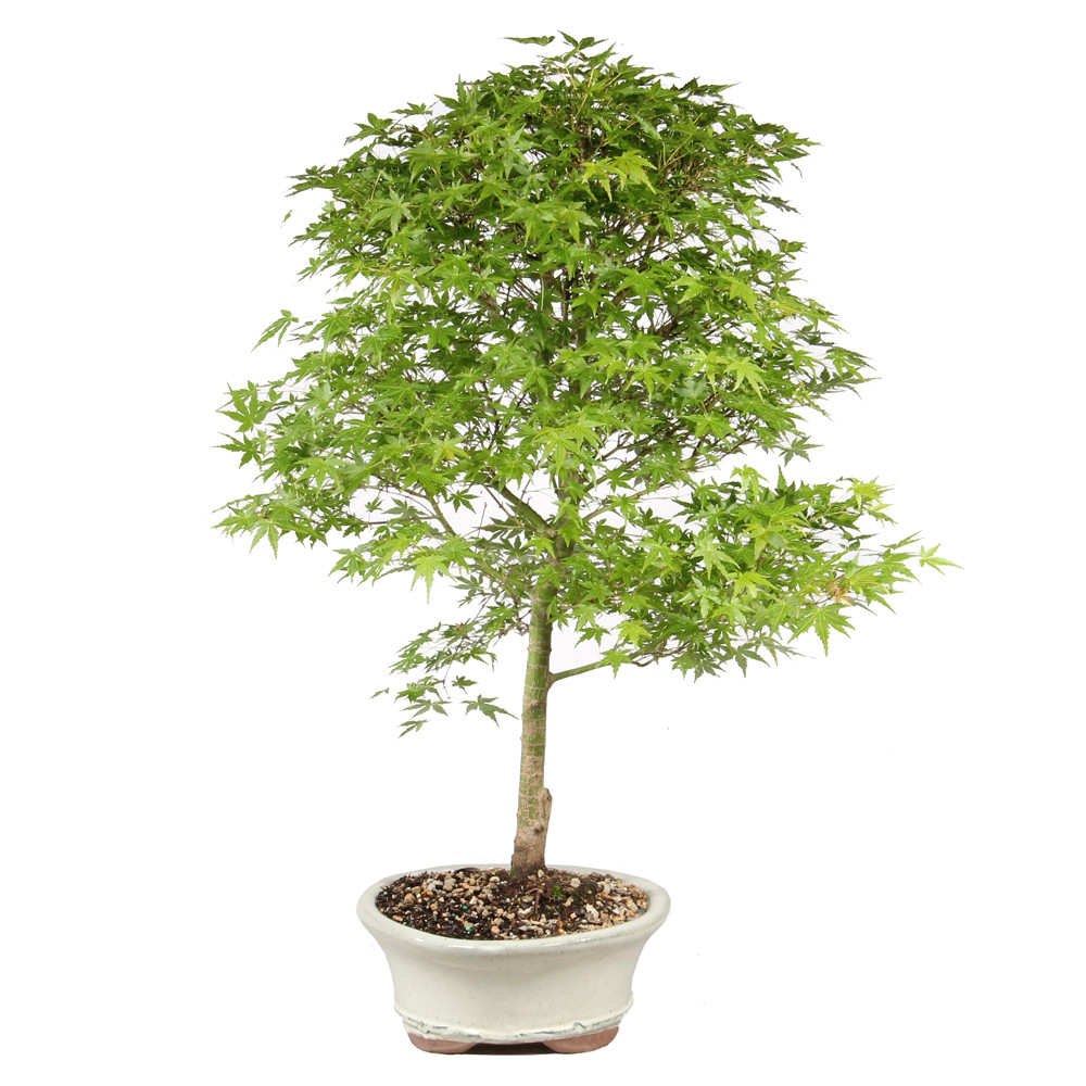 Japanese Maple - ST1126JM-F