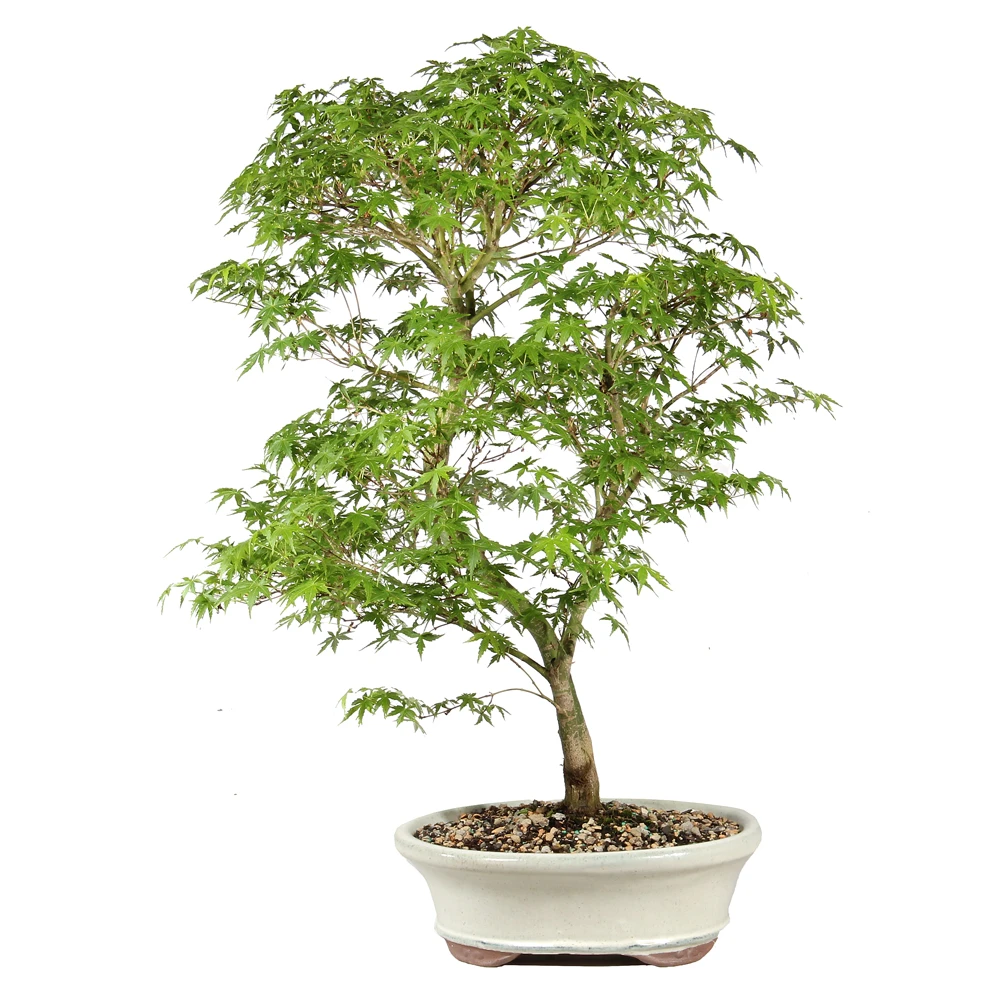 Japanese Maple - ST1126JM-G
