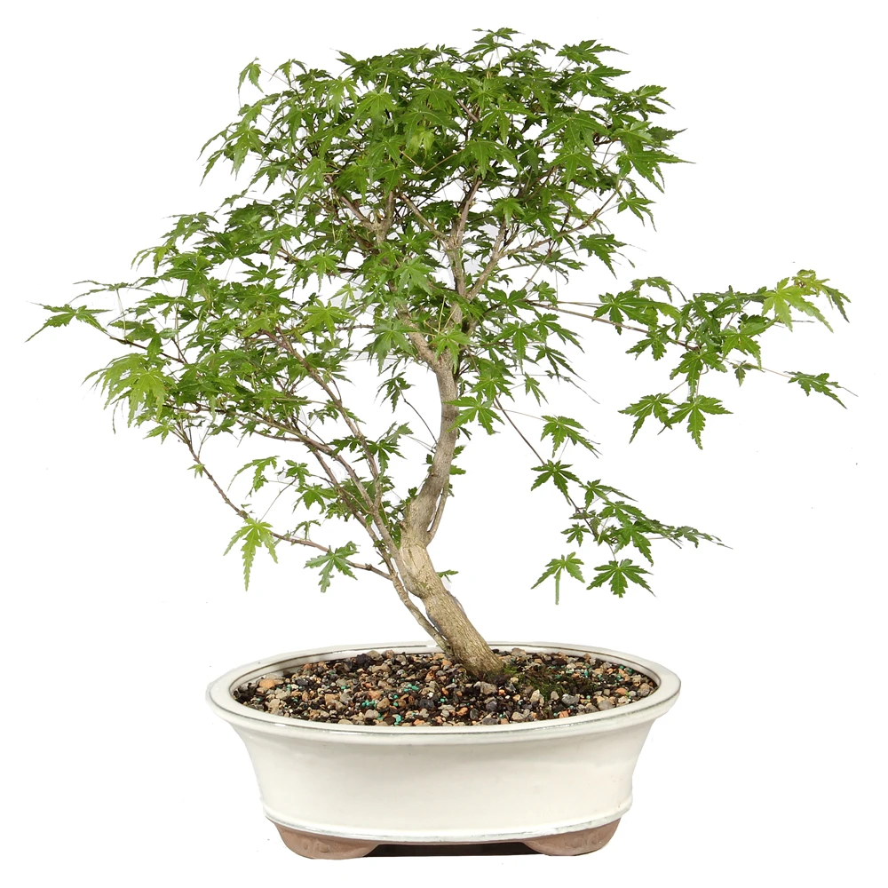 Bonsai Tree in Container