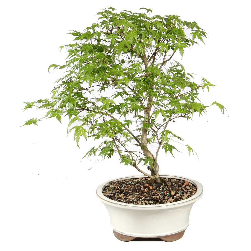 Japanese Maple - ST1126JM-H
