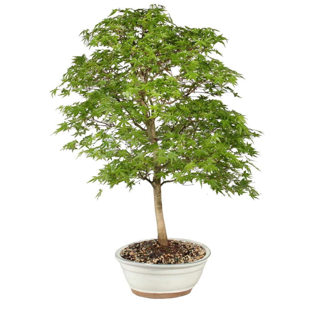 Japanese Maple - ST1126JM-J