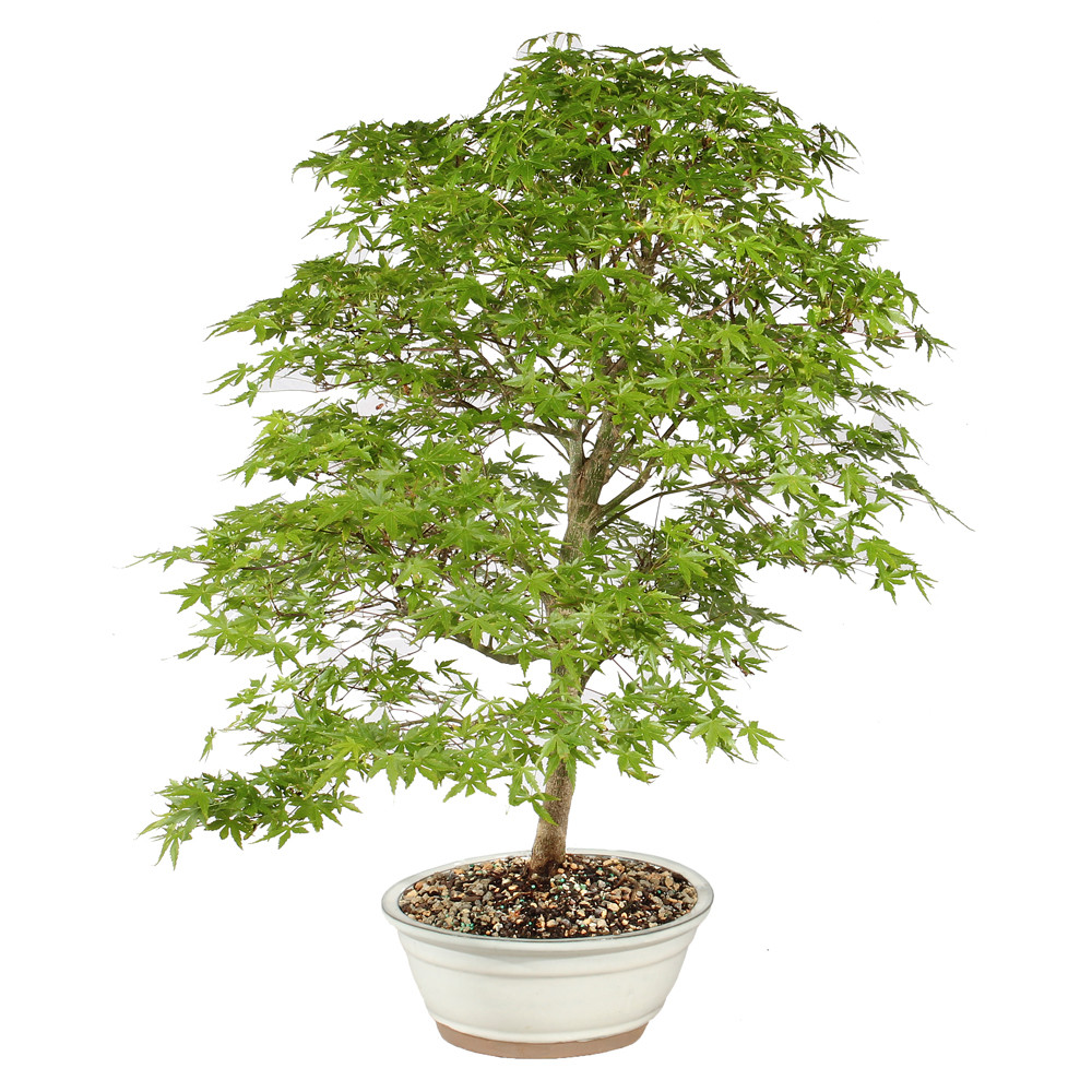 Bonsai Tree in Container