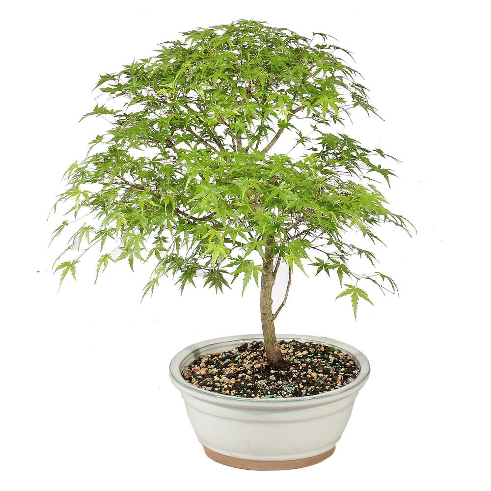 Japanese Maple - ST1126JM-L - Brussel's Bonsai